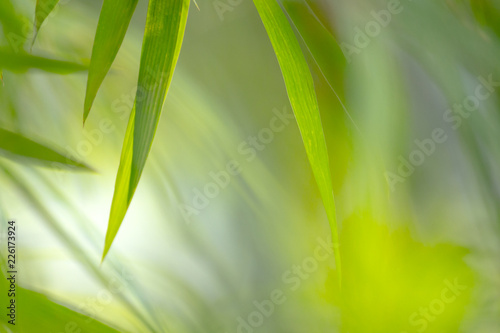 nature view of green leaves under the sun. Natural green tree used as background, blur or wallpaper.
