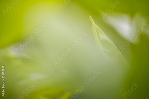 nature view of green leaves under the sun. Natural green tree used as background  blur or wallpaper.