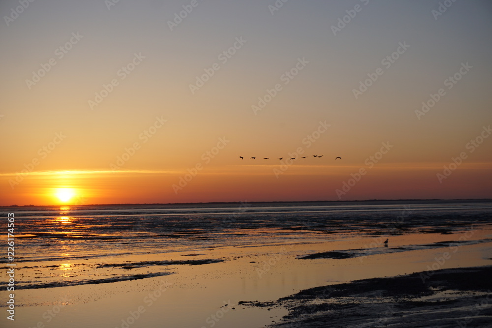 Vogelschwarm vor Sonnenuntergang