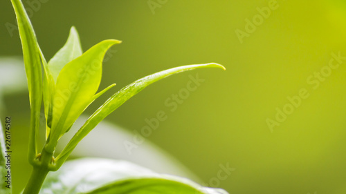 nature view of green leaves under the sun. Natural green tree used as background, blur or wallpaper.