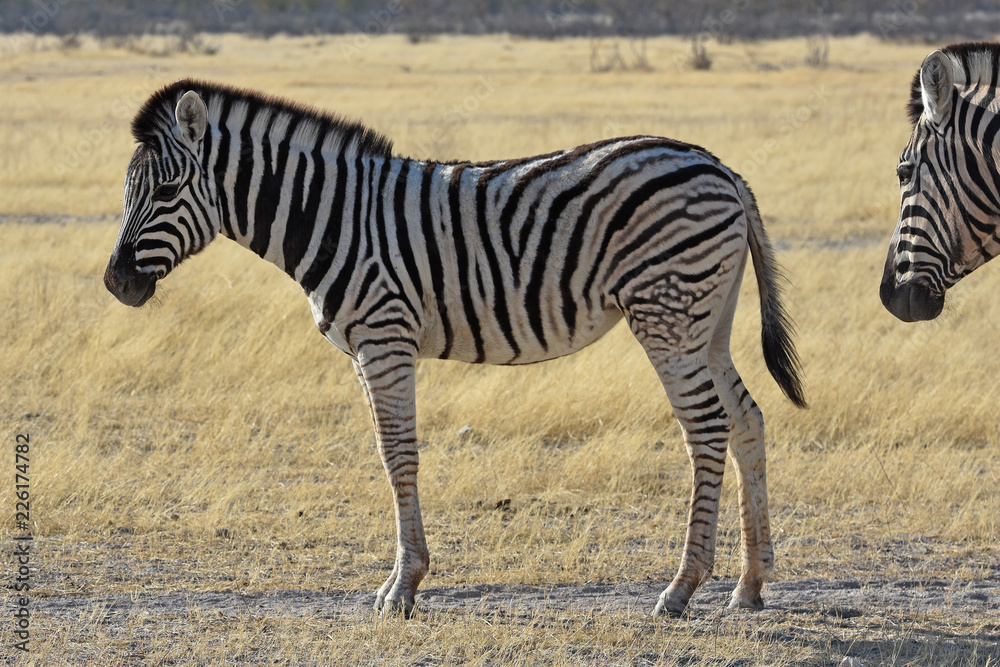 Steppenzebra (Equus quagga) im Etosha Nationalpark in Namibia Steppenzebra (Equus quagga) im Etosha Nationalpark in Namibia