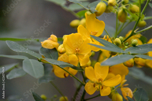 丸まった黄色の花びらと大きくカーブした雄しべが特徴的な花（ハナセンナ）