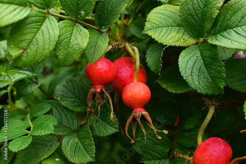 closeup on rosehip fruits on the bush, rosa rugosa photo