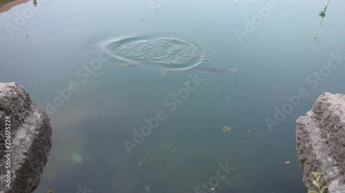 Little pond with few fish inside photo