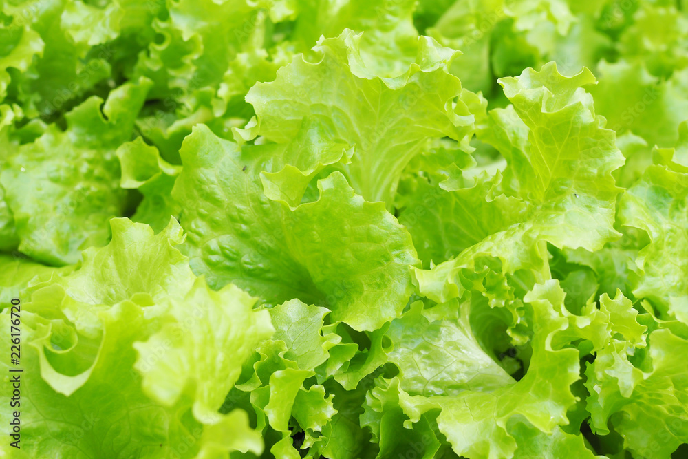 Background of fresh green salad in garden Background of fresh green salad in garden