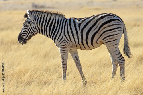 Steppenzebra  Equus quagga  im Etosha Nationalpark in Namibia