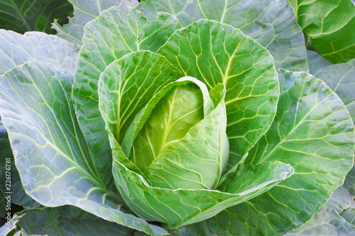Green fresh cabbage in garden nature background