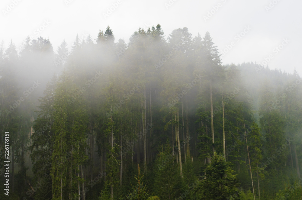 .fog in the trees, in the forest, sunset, dawn, overcast, nature, paddling