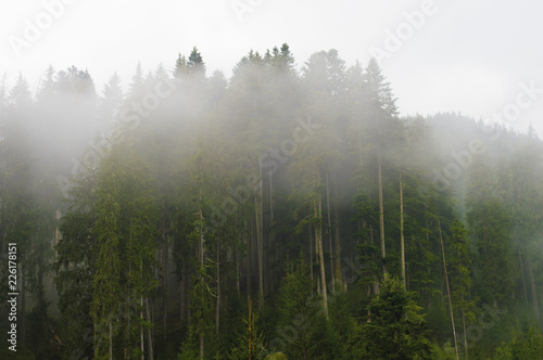 .fog in the trees, in the forest, sunset, dawn, overcast, nature, paddling