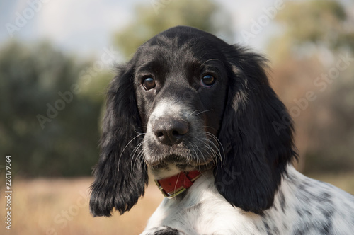 Portrait of a puppy dog Russian Spaniel on a background of green forest. Hunting dogs.