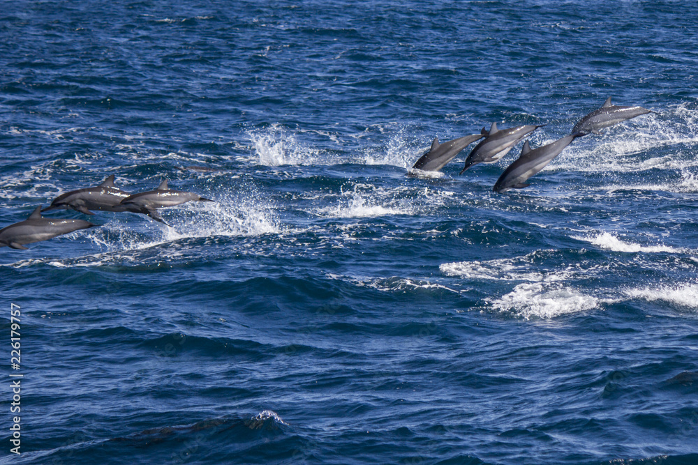 Naklejka premium Dolphins Being Chased by Orcas