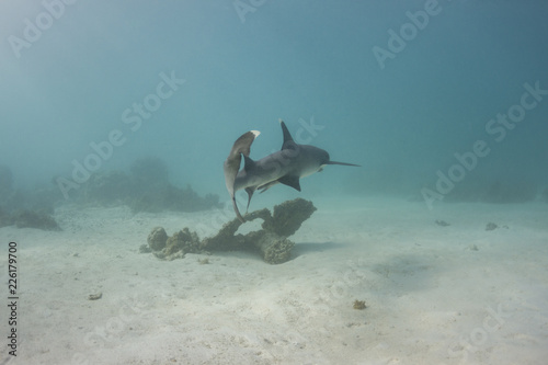 Swimming Reef Shark