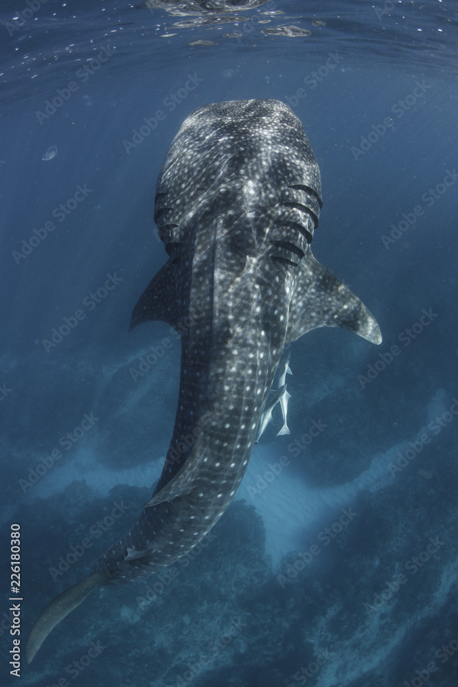 Naklejka premium Whale Shark Gills