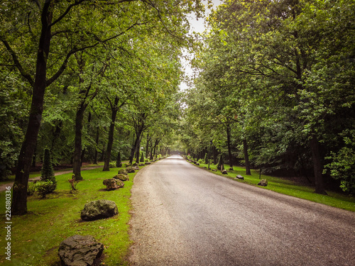 Green forest in Netherlands