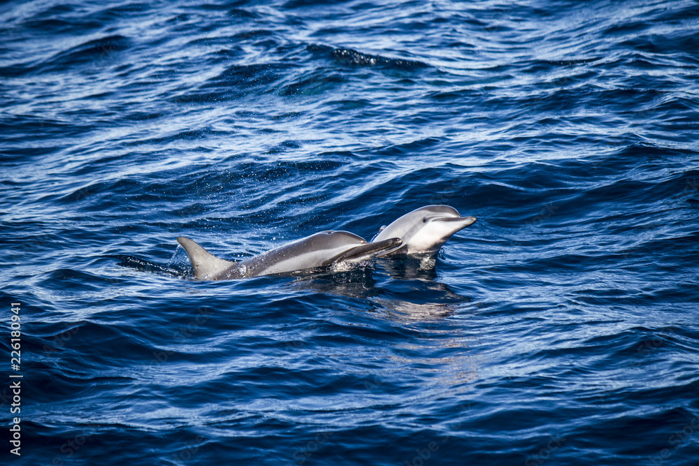 Fototapeta premium Peekaboo Dolphins