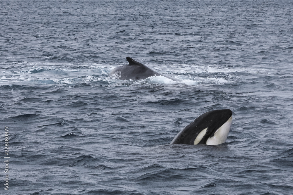 Fototapeta premium Orca Predation on Humpback