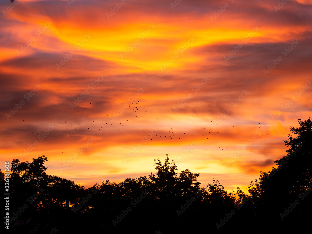 Image of birds flying during colorful sunset over trees