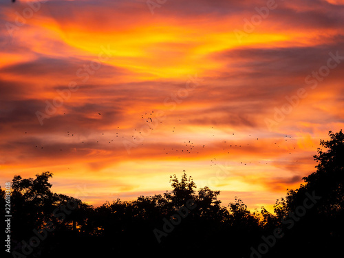 Image of birds flying during colorful sunset over trees