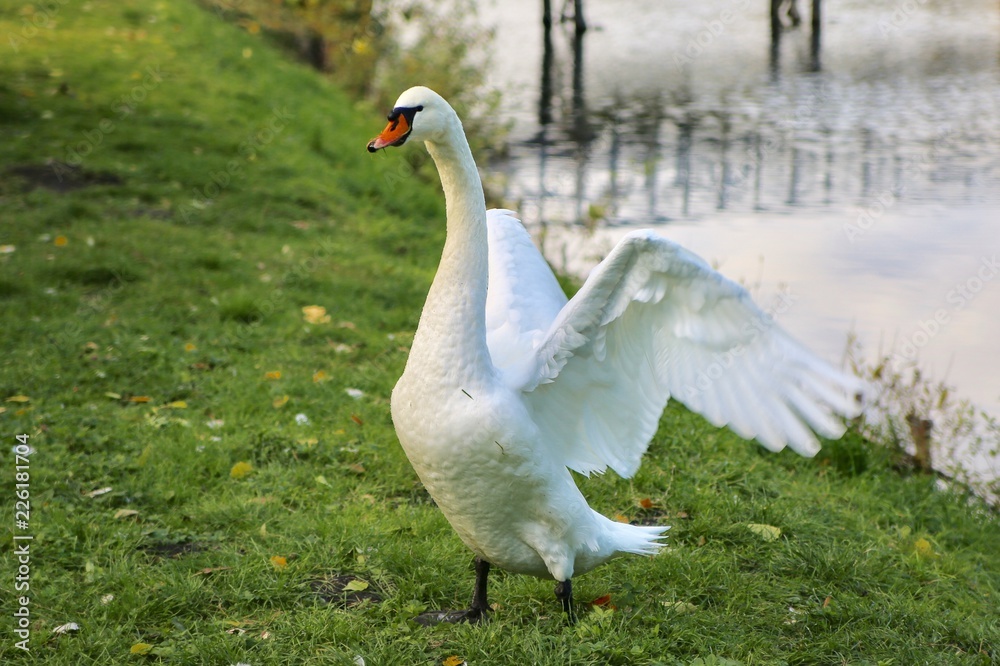 White swan in the meadow by the pond.
White swan in the meadow by the pond.