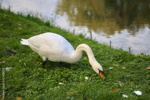 Fototapeta Naklejka Na Ścianę i Meble -  White swan in the meadow by the pond.
