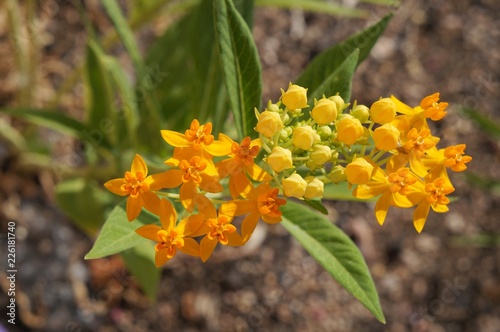 Asclepias tuberosa or tropical milkweed in full blossom, selective focus on the flower, purposely blurred
