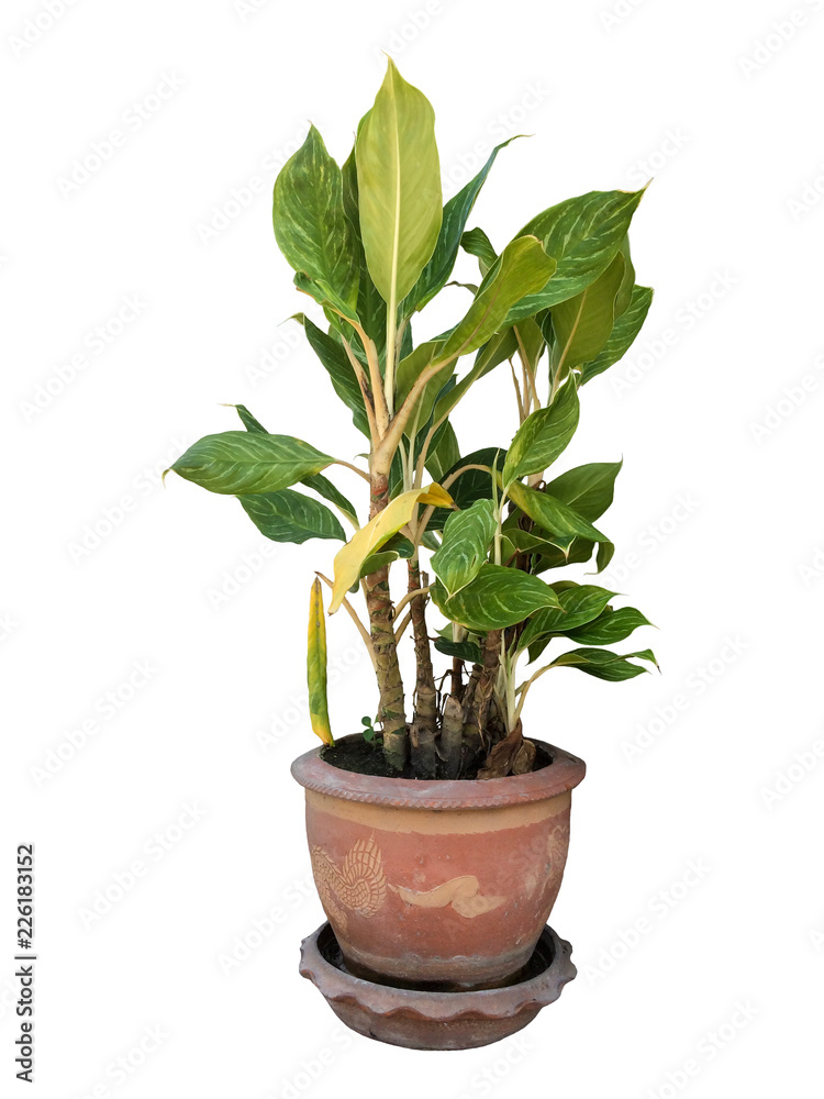Obraz premium Dieffenbachia in brown pot isolated on white background with clipping path.
