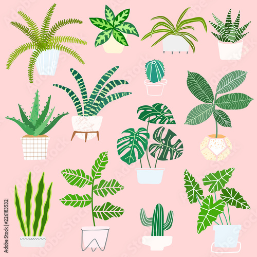 House plants in pots vector collection. Houseplant illustration