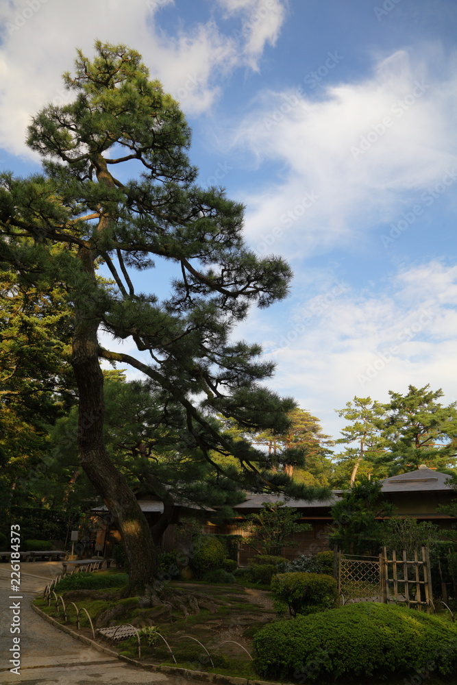 Fototapeta premium 日本庭園の松