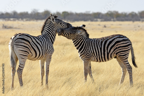 Steppenzebras (Equus quagga) im Etosha Nationalpark (Namibia)