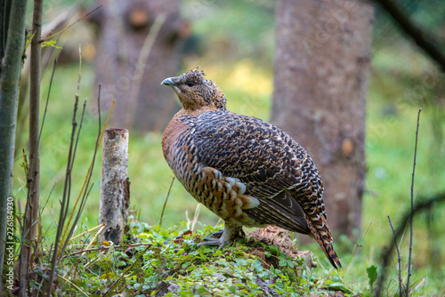 Auerhenne im Nationalpark Bayerischer Wald 