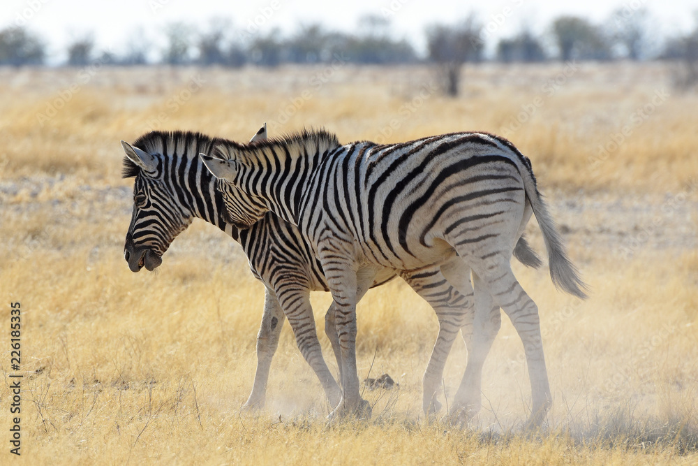 Obraz premium Steppenzebras (Equus quagga) im Etosha Nationalpark (Namibia)