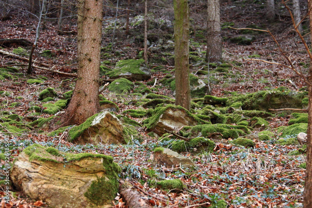 Waldboden in Hanglage Waldboden in Hanglage
