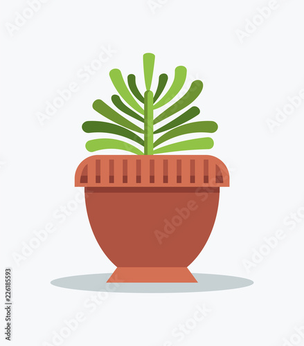Exotic Green Yucca Indoor Plant in Big Clay Pot