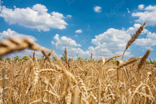 Tableau sur toile field of ripe wheat