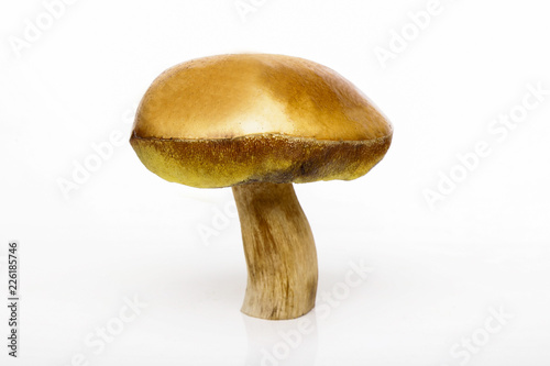 Porcini isolated white background. White mushrooms