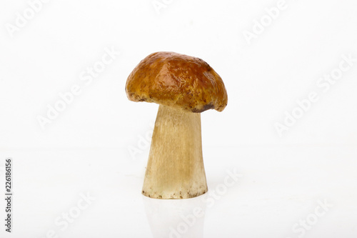 Porcini isolated white background. White mushrooms