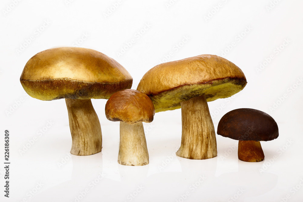 Fours Porcini isolated white background. White mushrooms Fours Porcini isolated white background. White mushrooms