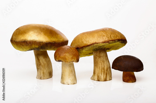 Fours Porcini isolated white background. White mushrooms