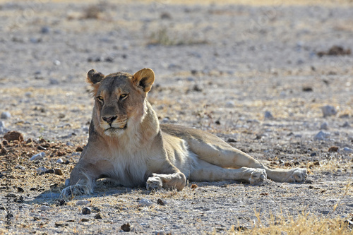 Fototapeta Naklejka Na Ścianę i Meble -  Löwin (panthera leo) am Wasserloch Gemsbokvlakte im Etosha Nationalpark (Namibia)