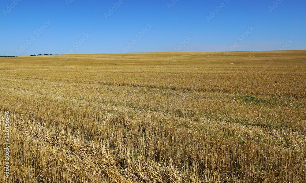 the field of wheat after harvesting