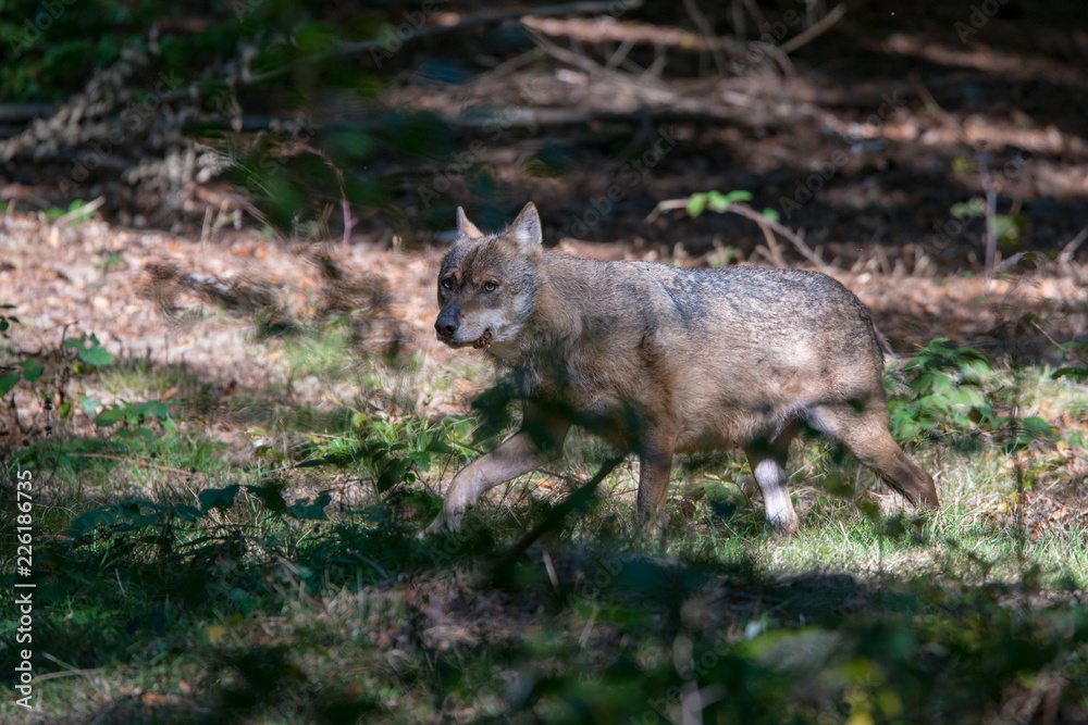 Wolf , Grauer Wolf (Canis lupus) im Nationalpark Bayerischer Wald 