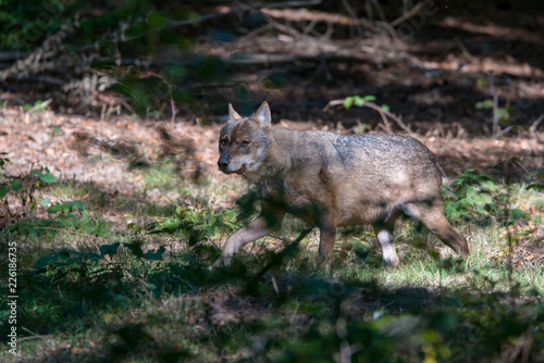 Wolf   Grauer Wolf  Canis lupus  im Nationalpark Bayerischer Wald 