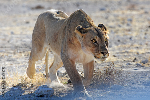 Fototapeta Naklejka Na Ścianę i Meble -  Löwin (panthera leo) am Wasserloch Gemsbokvlakte im Etosha Nationalpark (Namibia)