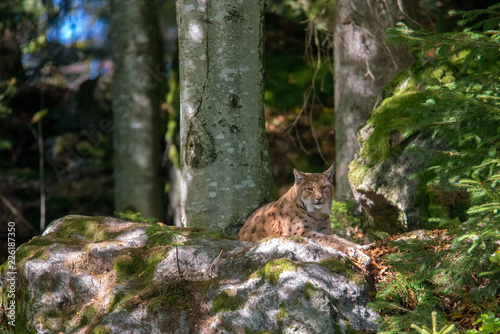 Luchs (Lynx lynx) im Nationalpark Bayerischer Wald 