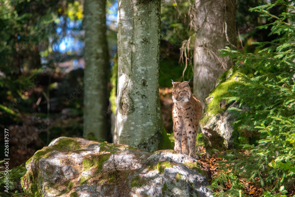 Luchs (Lynx lynx) im Nationalpark Bayerischer Wald Luchs (Lynx lynx) im Nationalpark Bayerischer Wald