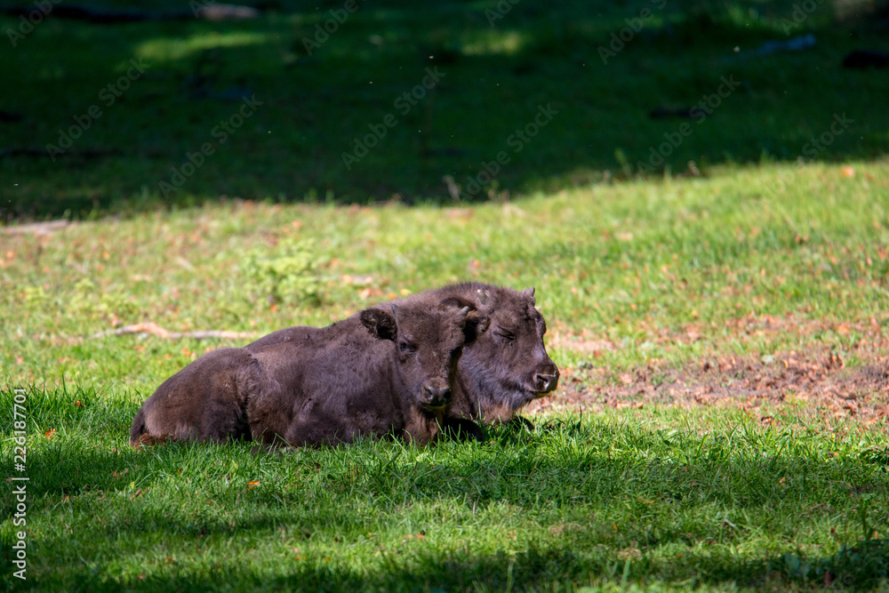 Baby Wisent im Nationalpark Bayerischer Wald Baby Wisent im Nationalpark Bayerischer Wald