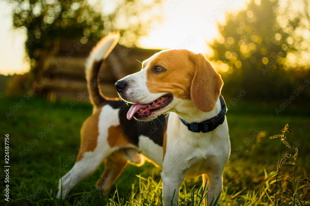 Dog portrait back lit background. Beagle with tongue out in grass during sunset in fields countryside. Dog portrait back lit background. Beagle with tongue out in grass during sunset in fields countryside.