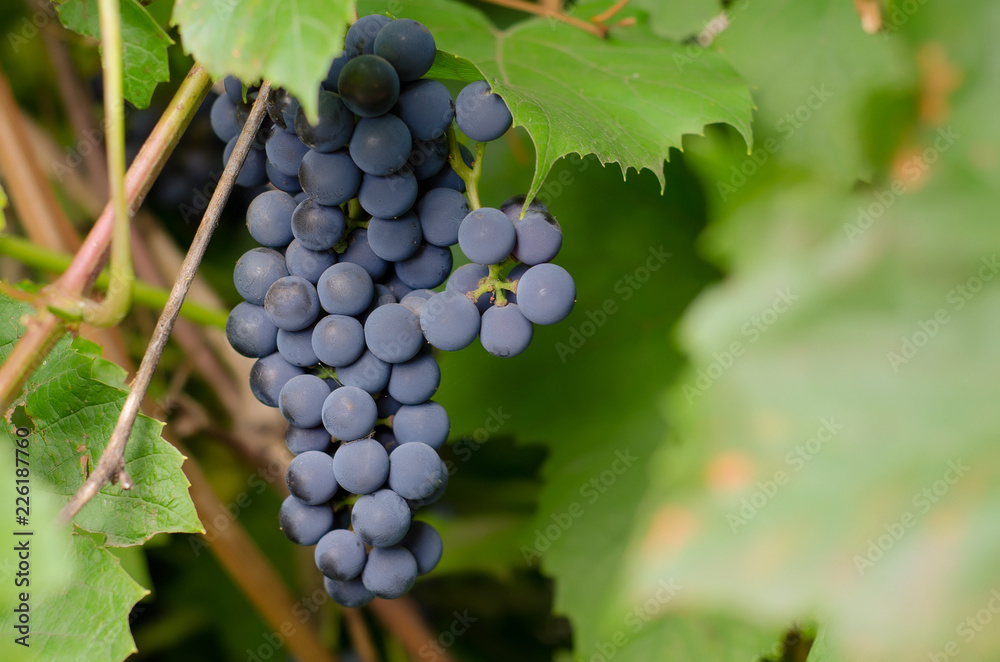 Large brush of ripe black grapes Large brush of ripe black grapes