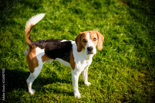 Beagle dog on a grass in park garden outdoors