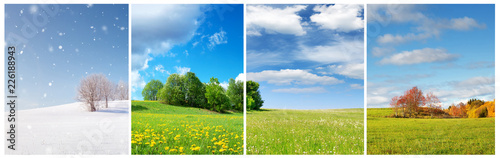 Beautiful trees in four seasons landscape on the field. Spring, summer, autumn and winter collage